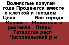 Волнистые попугаи, 2 года.Продаются вместе с клеткой и гнездом. › Цена ­ 2 800 - Все города, Казань г. Животные и растения » Птицы   . Татарстан респ.,Чистопольский р-н